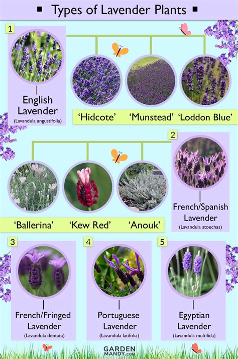 types of lavender varieties